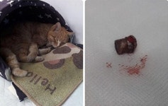 충남 홍성서 총 맞은 길고양이 발견 충격
