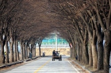 보은 삼년산성 가는 길 느티나무 100그루 살려주세요