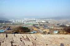 보은 삼년산성 가는 길 느티나무 100그루 살려주세요