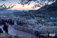 [사진] 광양매화마을에 매화 눈꽃이 피었습니다