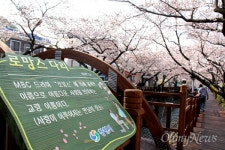 창원진해 벚꽃 향연 시작... 이번 주말 절정일 듯