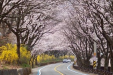 [모이] 구례 섬진강 벚꽃길 벚꽃 만개