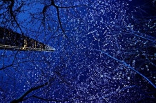 [사진] 별처럼 빛나는 벚꽃, 석촌호수의 야경