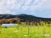 봄의 절정에 강릉 옥계를 까맣게 할퀴고 간 산불