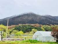 봄의 절정에 강릉 옥계를 까맣게 할퀴고 간 산불