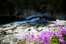 한번 보면 못 잊어요, 그래서 수달래 수달래 하지요