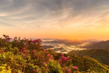 30만평에 일렁이는 철쭉들의 파도 타기