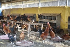 [김진영 MD의 식탁] 토종닭은 질기다는 편견, 이젠 버려도 된다