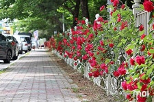 힐링 꽃밭 골목길 조성, 경주 시민들이 팔 걷어붙였다
