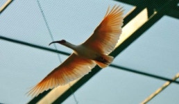 따오기 40년 만에 우포늪에서 날아오른다