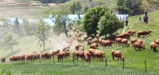 대관령 한우 300마리, 올해 첫 초지 방목 시작