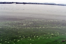 금강의 두 얼굴, 이러니 황교안 대표가 욕 먹는 거다