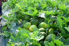 고령 가는 버스에 올랐다, 그 식감을 잊지 못해서