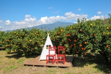 1년에 단 한번, 지금 만나볼 수 있는 청귤