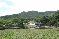 모네의 수련이 눈 앞에... 멀리 갈 필요 없었네