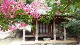 남도는 지금 가장 화려한 꽃에 물드는 중