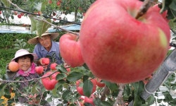 [사진] 추석용 함양산 사과 수확해요
