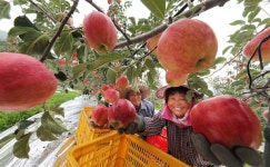 [사진] 추석용 함양산 사과 수확해요