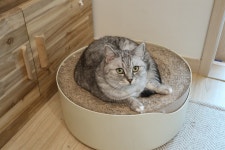 [맞춤형 결혼] 리트리버와 고양이 3마리의 동거, 가장 큰 변화