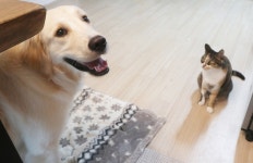 [맞춤형 결혼] 리트리버와 고양이 3마리의 동거, 가장 큰 변화
