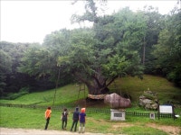 나라에 큰 일이 있을 때 소리내 울었다는 은행나무