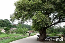 고풍스럽고 정겨운 세계문화유산 마을, 경주 양동마을