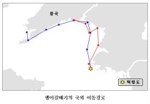 백령도 괭이갈매기, 중국까지 날아간다