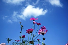 [사진] 파란 하늘과 코스모스, 가을이다