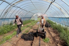 황사 막기 위해 몽골에 나무심는 한국인