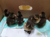 인천시 야생동물구조관리센터, 천연기념물 원앙 5마리 방생