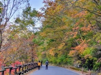 [모이] 절정 달한 가을, 지리산 피아골로 단풍 구경
