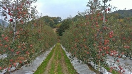 단단하고 아삭한 맛, 이건 그냥 부사가 아니에요