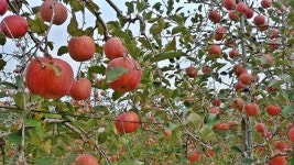 단단하고 아삭한 맛, 이건 그냥 부사가 아니에요