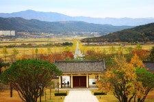 경주 핫플 은행나무길, 사진 제대로 찍고 싶다면