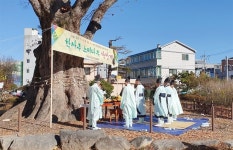천연기념물 학사루 느티나무에 당산제 지냈어요