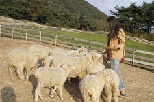 양 한마리, 들국화 한송이도 각별한 한국의 알프스