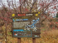 [모이] 겨울비 촉촉하게 젖은 빨간 산수유 열매