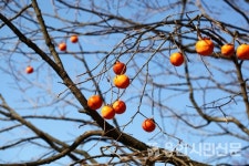 홍시도 좋고 곶감도 좋아라! 감나무