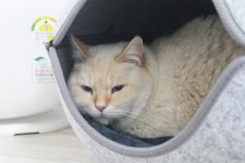 유기묘 입양 후 동물병원에서 처음 들은 말