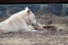 [현장] 사람 공격하는 들개로 변한 반려견들