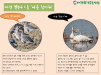 10년 만에 큰고니가 돌아왔다
