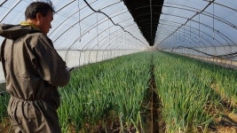 지금 못 팔면 갈아엎어야... 친환경 급식 농민들 울상