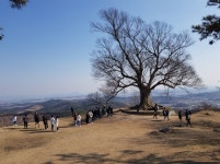 그 사랑 지키려거든 사랑나무에 오지 마세요