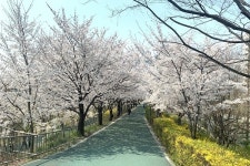 강남구, 이번 주말 양재천 전면통제