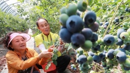 [함양] 항노화에 좋은 블루베리 수확