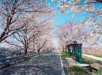 설 이후 처음.... 외할머니와 드라이브스루 벚꽃 여행