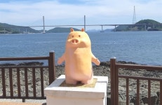 창원마산 돝섬에 아기 돼지가 나타났다