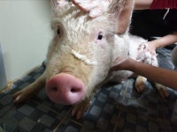 우리가 양돈농장의 돼지 새벽이를 공개 구조한 이유