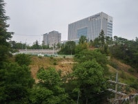 울산 남구청은 왜 멀쩡한 나무를 베었을까