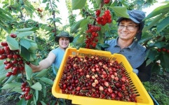 [함양] 새콤달콤 체리 수확해요